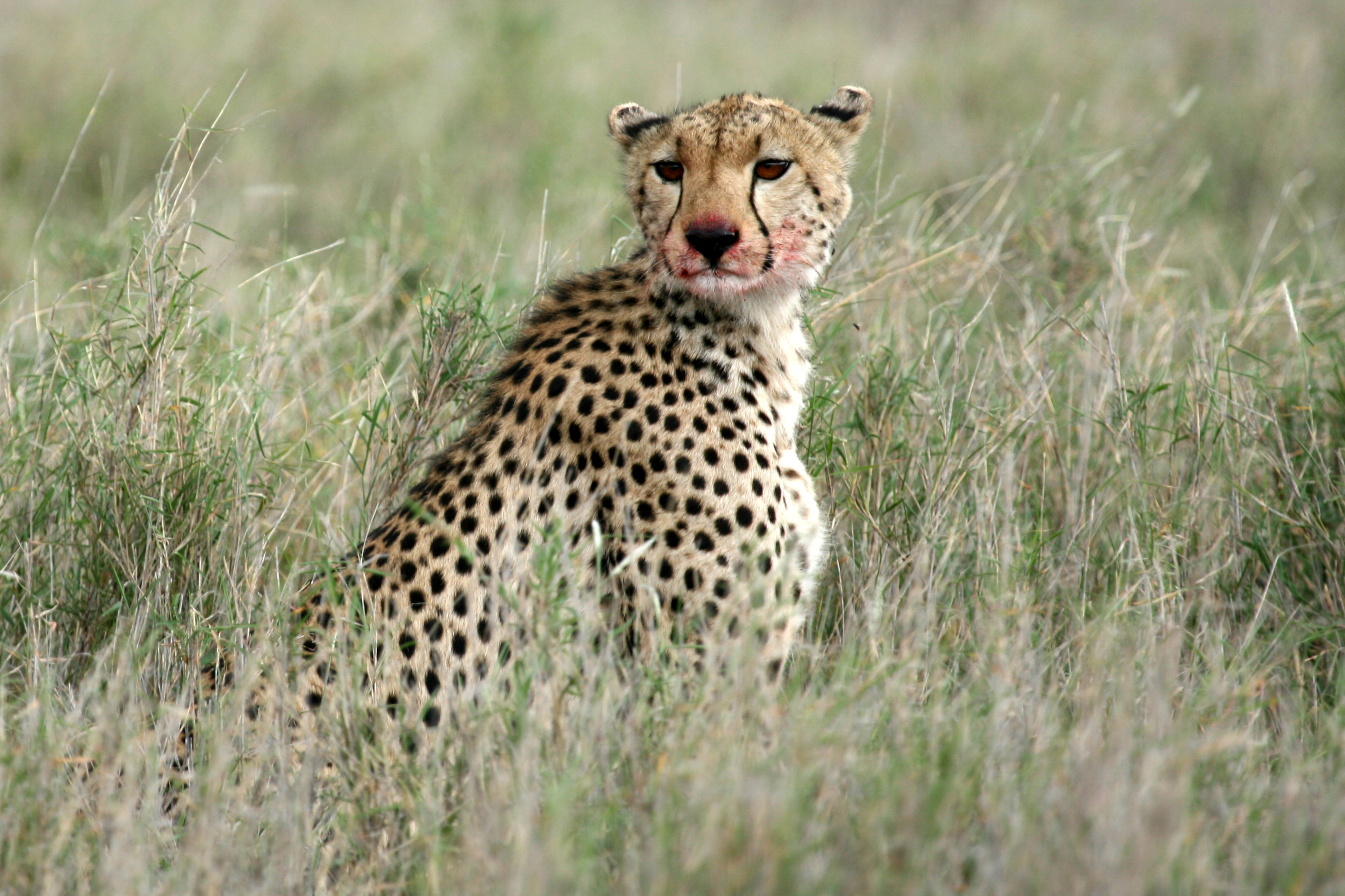 Northern Tanzania Classic Safari